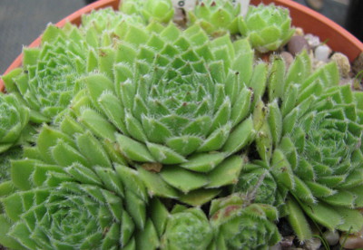 Sempervivum 'Hey Hey'